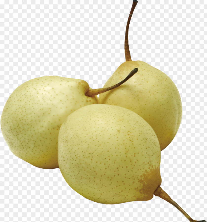 Pear Asian Pyrus Nivalis European Fruit PNG