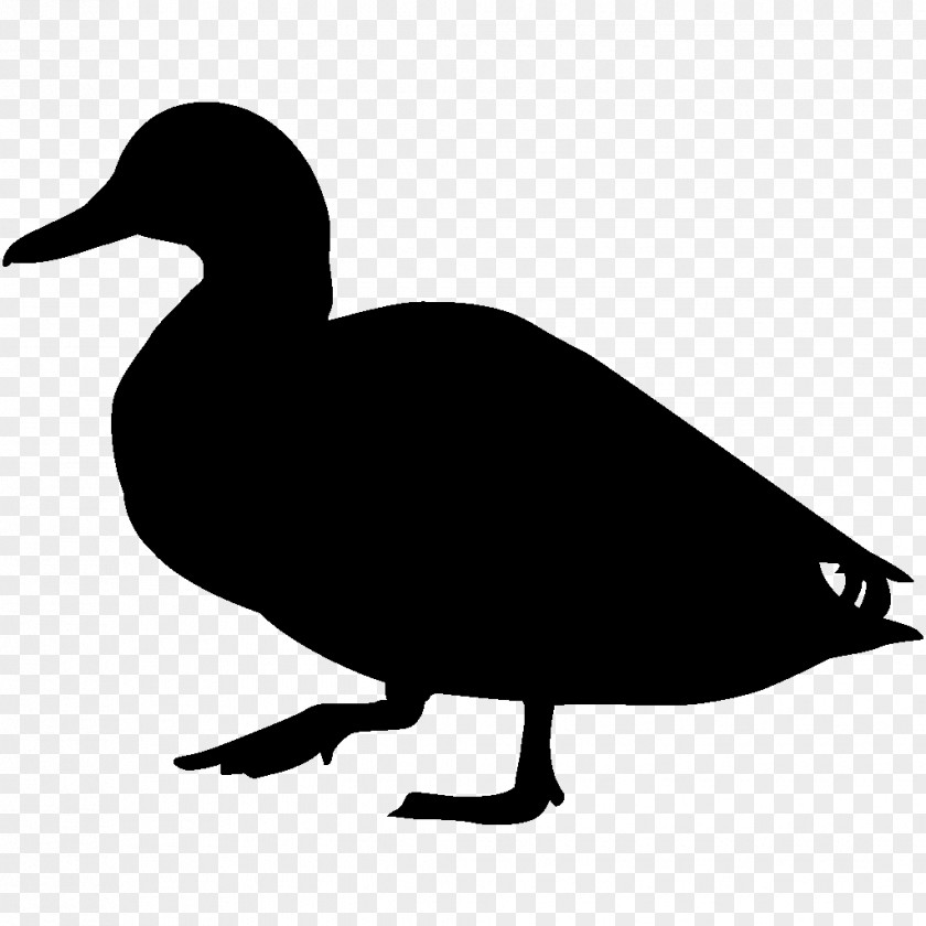 Duck Bird Mallard Cornell Lab Of Ornithology Clip Art PNG