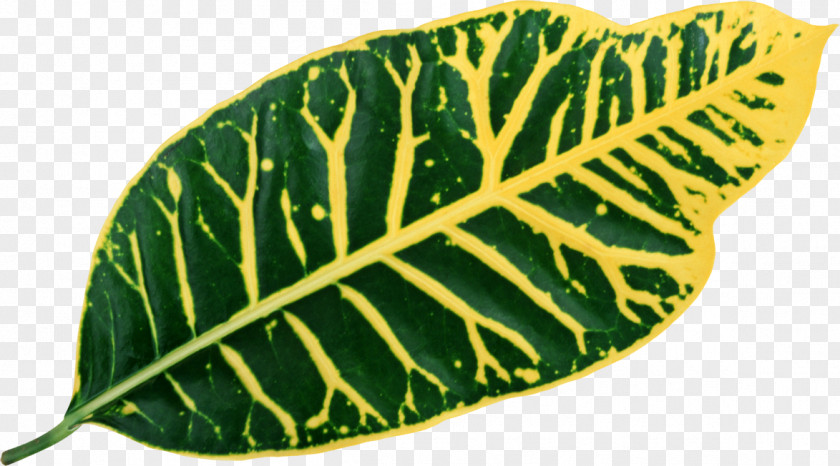 Leaf Maple Bladnerv Vascular Bundle Plant PNG