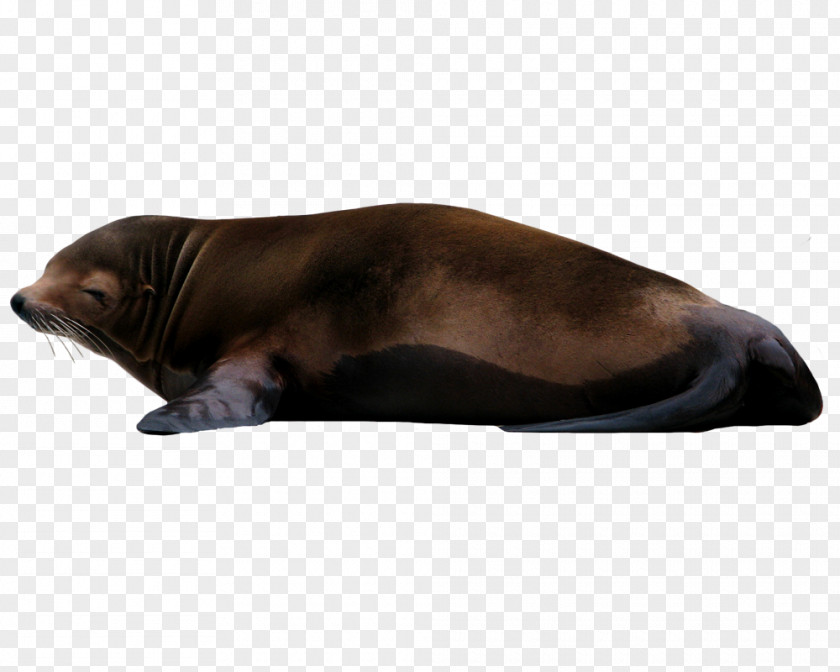 Lion Sea Earless Seal PNG