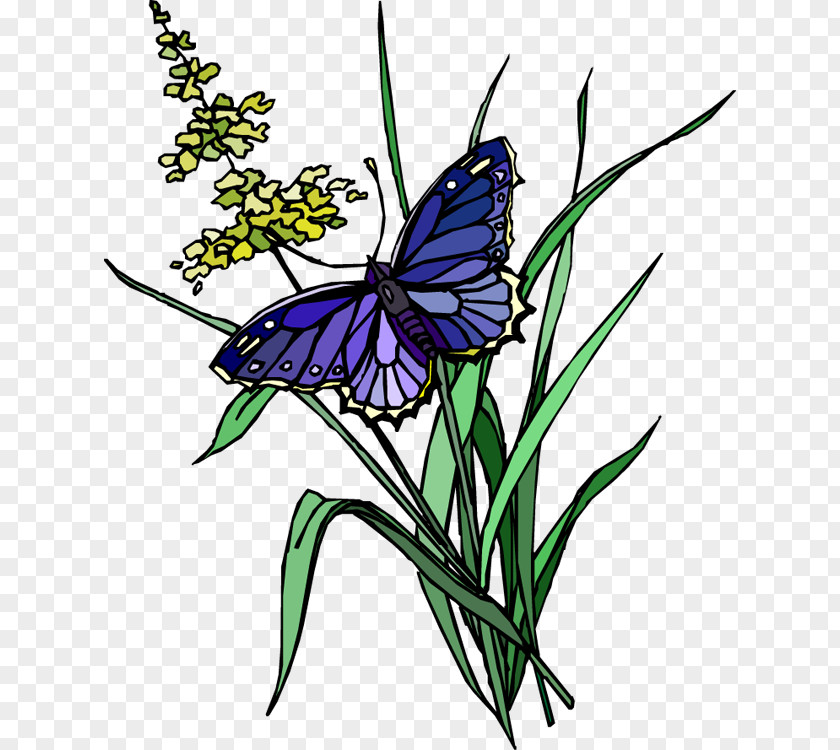 Monarch Butterfly Odnoklassniki Insect Butterflies And Moths Clip Art PNG