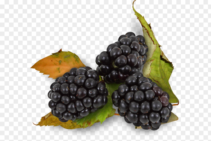 Purple Mulberry BlackBerry Auglis Rubus Ulmifolius PNG