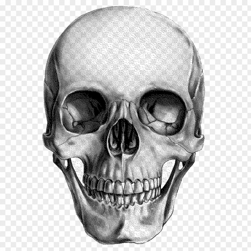 Skull Human Drawing Anatomy PNG