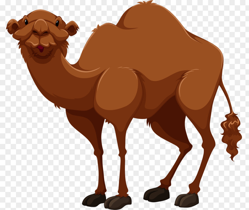 Tall Camel Bactrian Cartoon Drawing Clip Art PNG