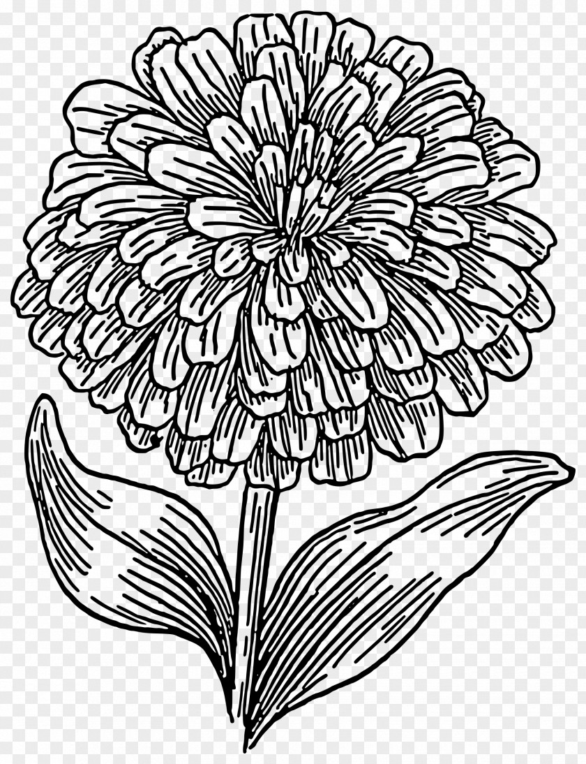 Art Pattern Coloring Book Drawing Zinnia Flower PNG