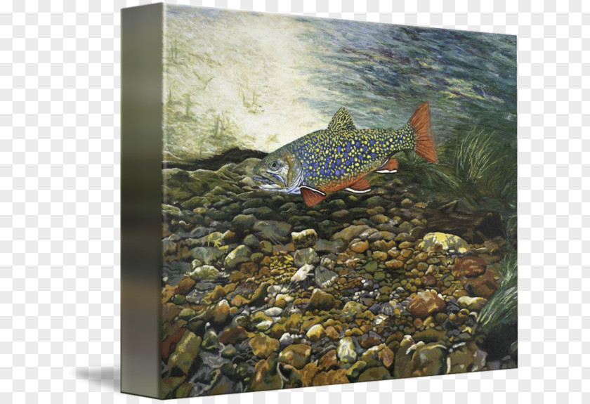 Brook Trout Fish Rainbow Painting Printmaking PNG
