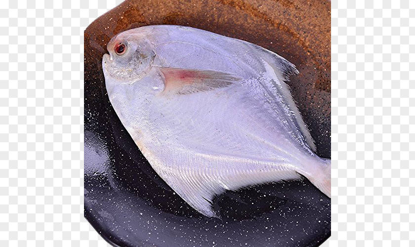 Frozen Butterfish Fish As Food Seafood Escolar PNG