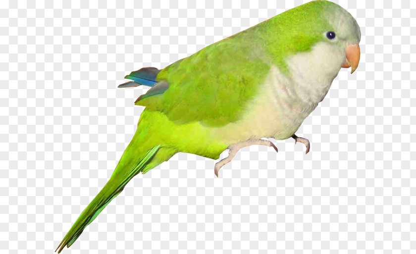 Bird Budgerigar Lovebird Parrot Macaw PNG