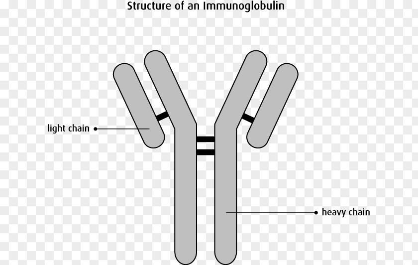 Blood Monoclonal Antibody Immunoglobulin Light Chain Plasma Cell Myeloma Protein PNG