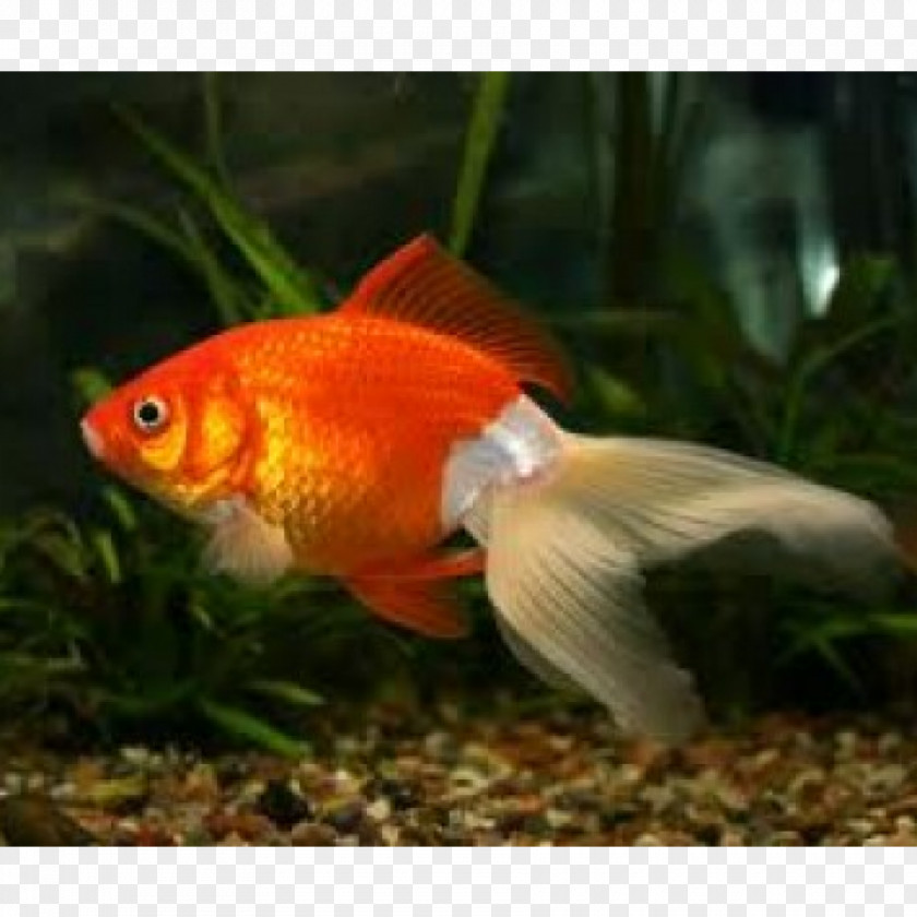 Goldfish Fantail Oranda Ryukin Comet Black Telescope PNG