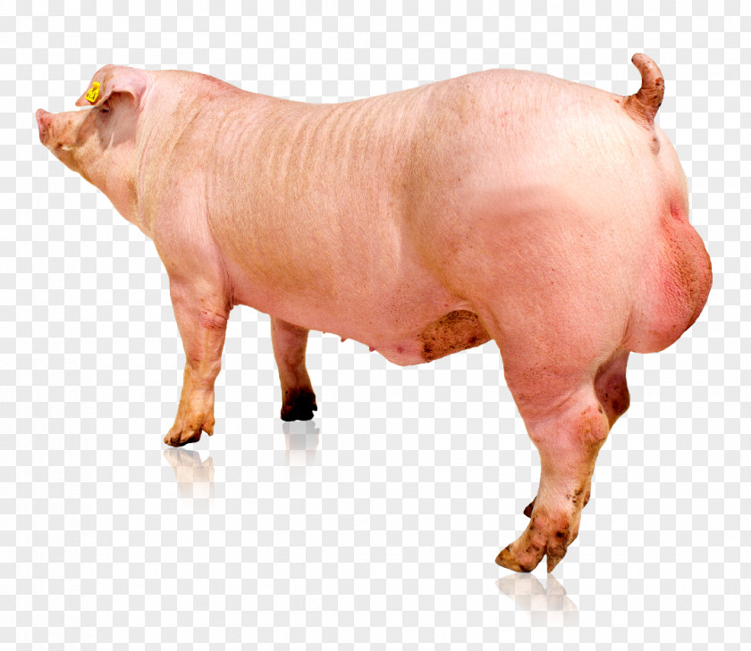 Male Doctor Hampshire Pig Danish Landrace Duroc Piétrain Genetics PNG