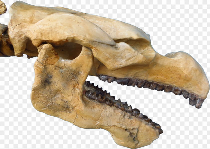 Pezosiren Eocene Sea Cows Triebold Paleontology Incorporated Daspletosaurus PNG