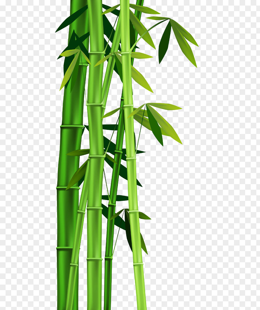 Bamboo Plant Stem Clip Art PNG