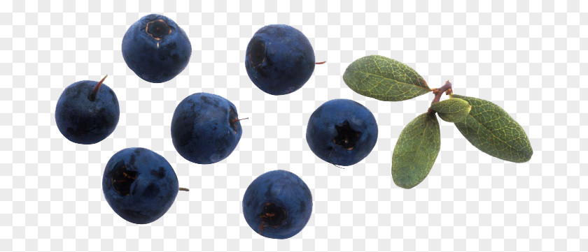 Blueberry Photos Bilberry European PNG