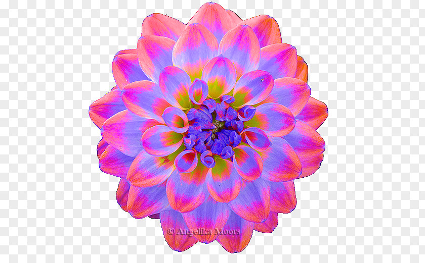 Chrysanthemum Dahlia Cut Flowers Petal PNG