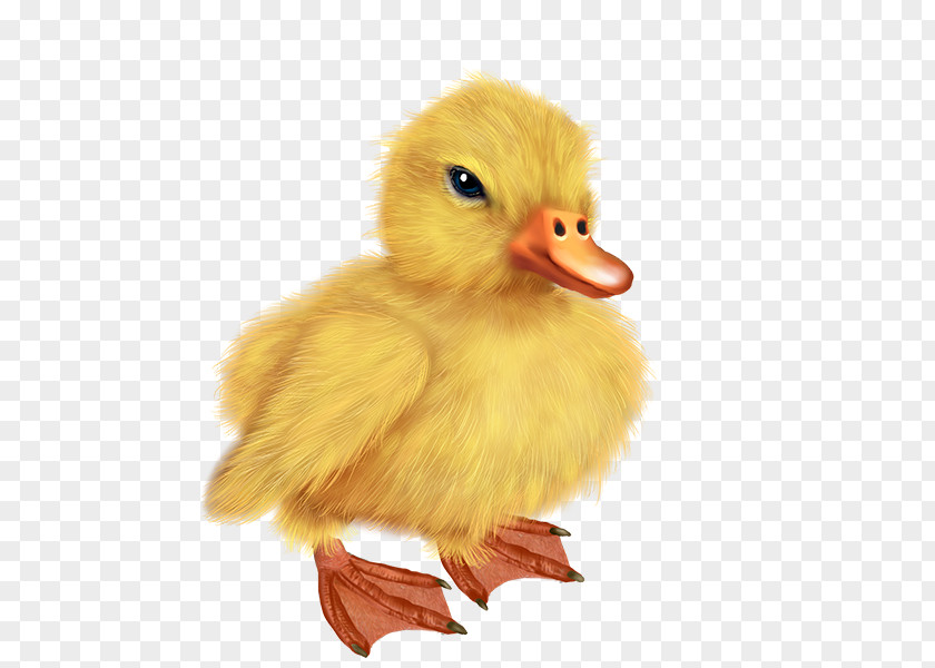 Duck Bird Drawing PNG