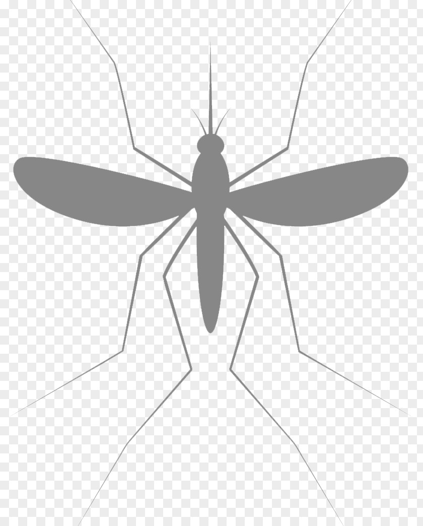 Mosquitos Mosquito Visceral Leishmaniasis Child Health PNG