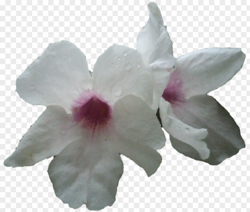 Moth Orchids Cattleya Herbaceous Plant PNG