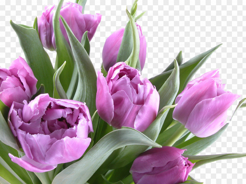 Purple Tulips Birthday Greeting Card Holiday Ansichtkaart Joy PNG