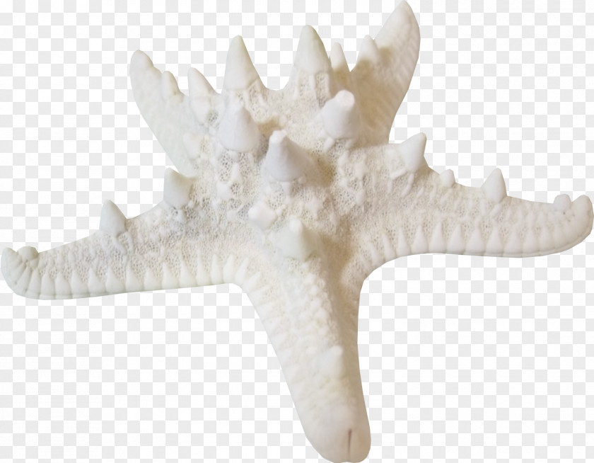 Starfish Coral White Download PNG