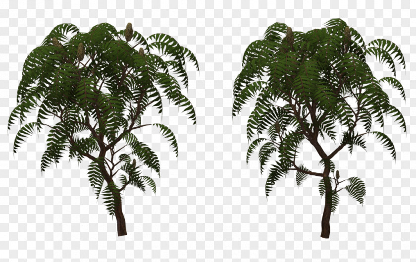 Tree Rhus Typhina Structure Babassu PNG