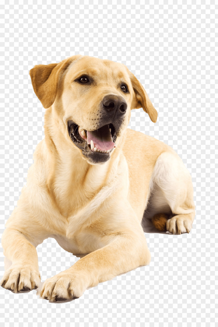 Golden Retriever Dog Cat Puppy Pet Veterinarian PNG