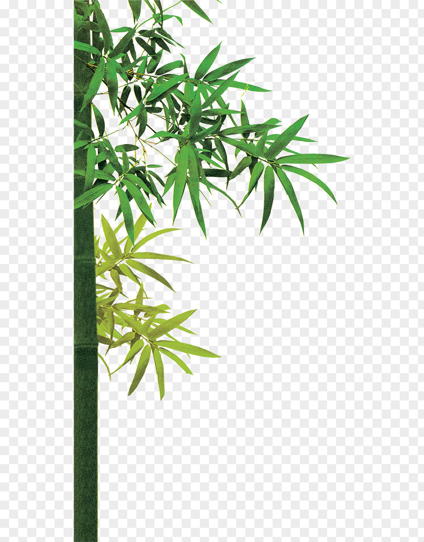Green Bamboo Bambusa Oldhamii Download PNG