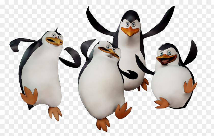 King Penguin Image Madagascar Desktop Wallpaper PNG