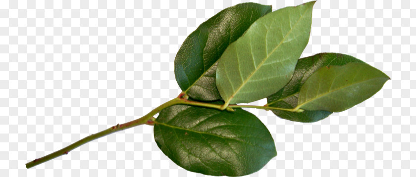 Leaf Swag Plant Stem Plants PNG