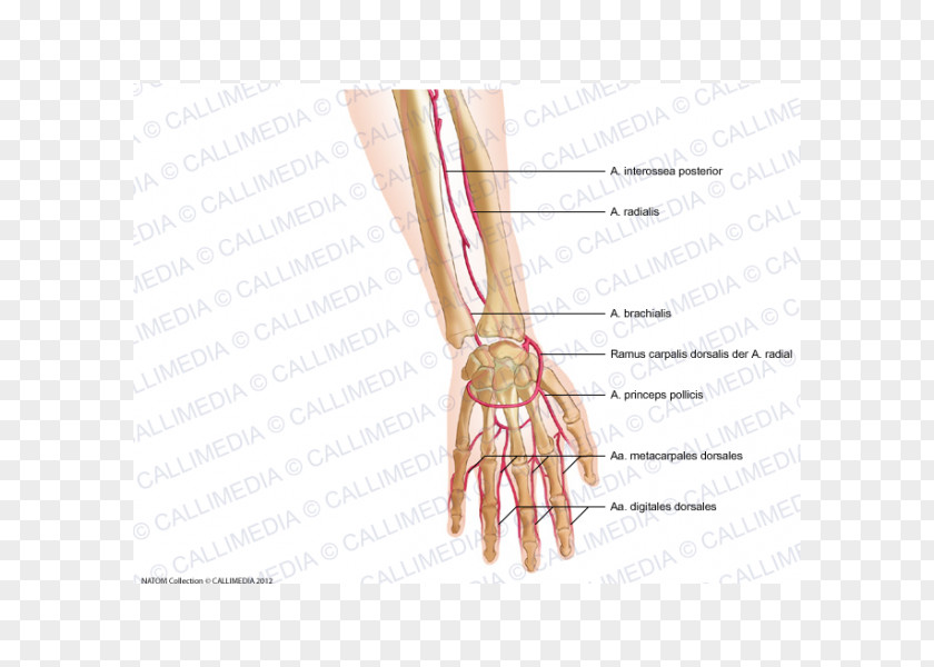 Nail Thumb Radial Artery Forearm PNG
