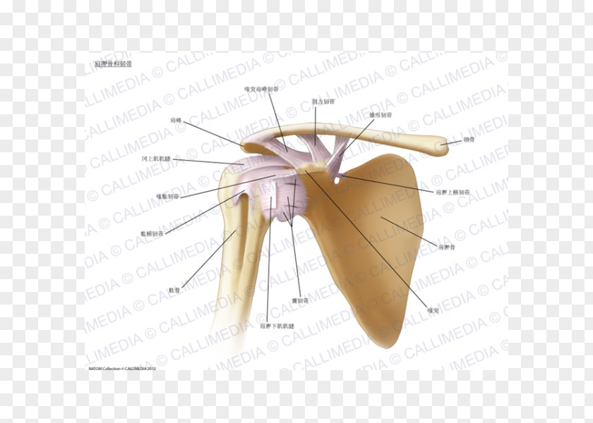 Arm Ligament Shoulder Joint Anatomy Bone PNG