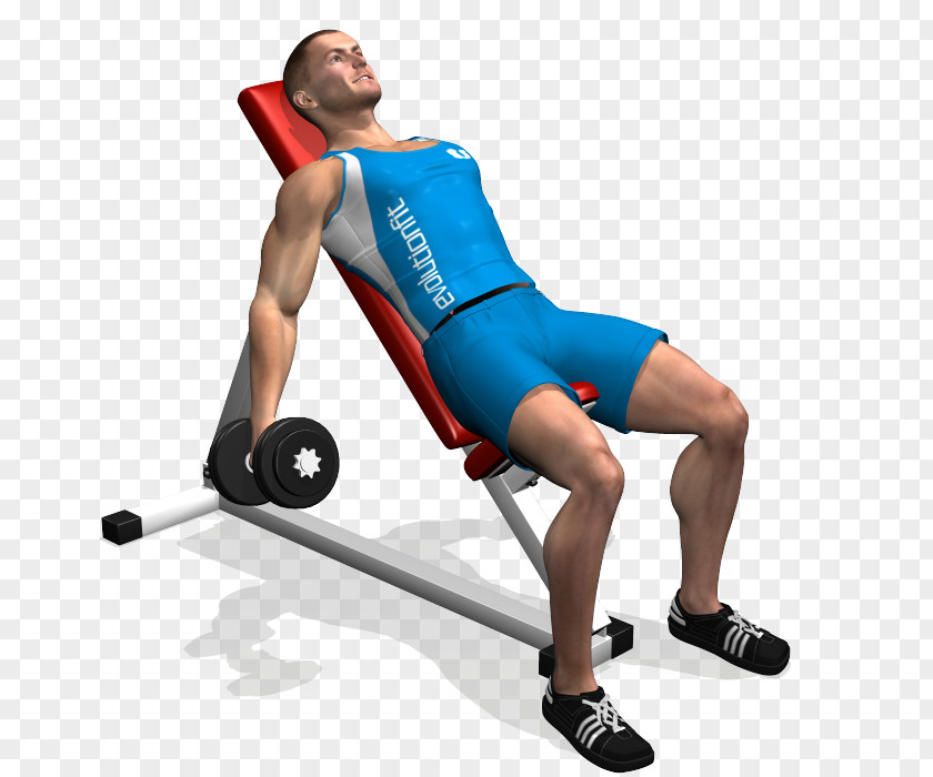 Dumbbell Biceps Curl Bench Exercise PNG