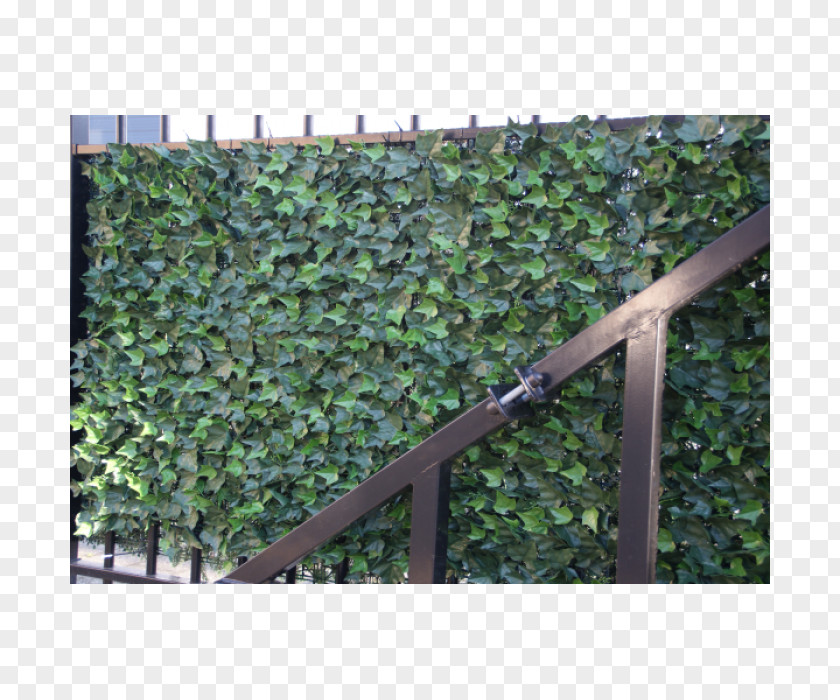 Hedera Hedge Common Ivy Hibernica Groundcover Umbel PNG