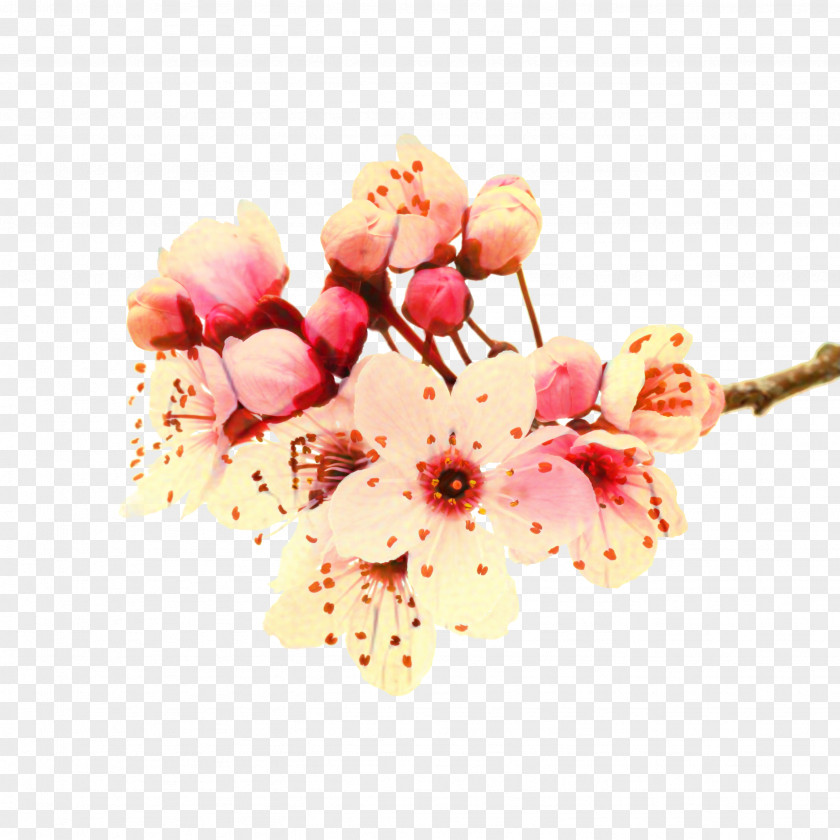 Artificial Flower Branch Cherry Blossom Cartoon PNG