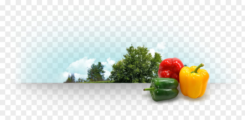 Bell Pepper Agribusiness Food Aguascalientes PNG