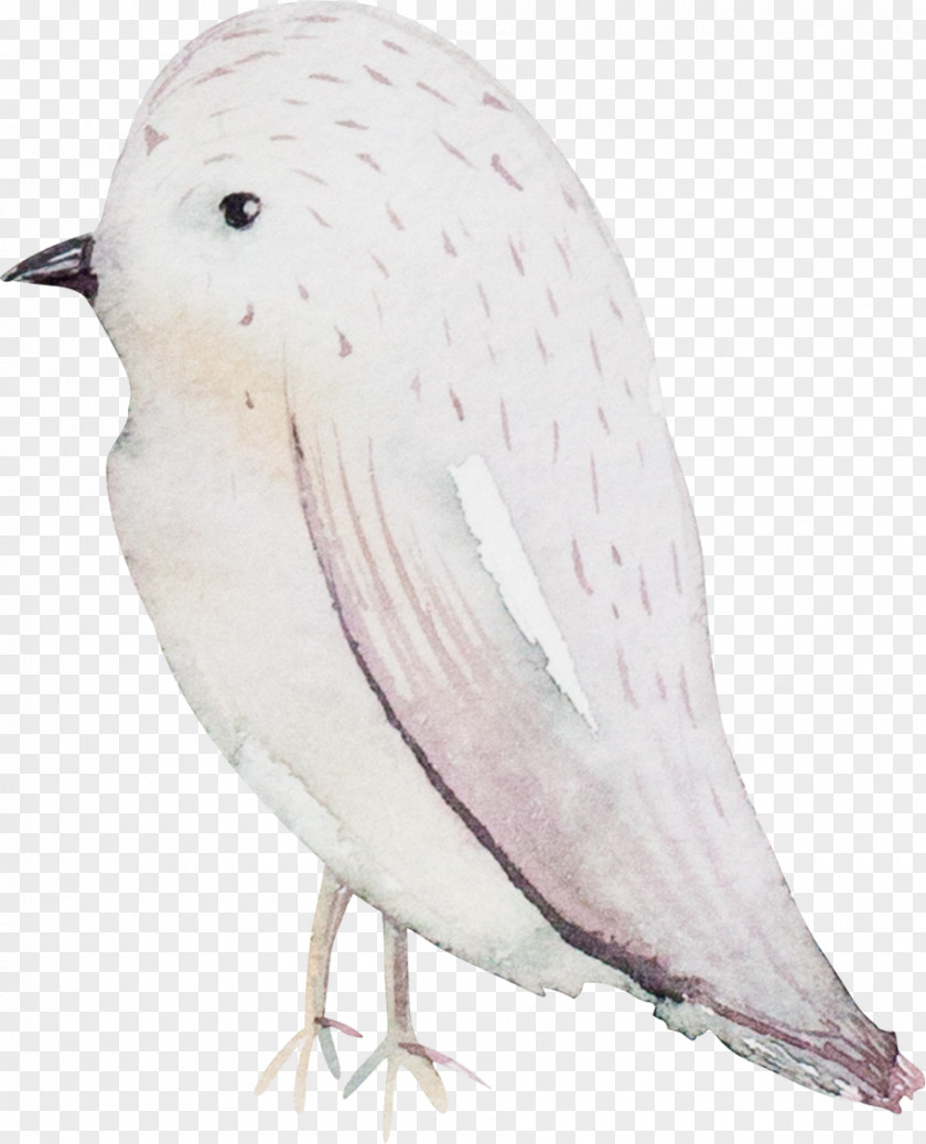 Birds Bird Passerine PNG