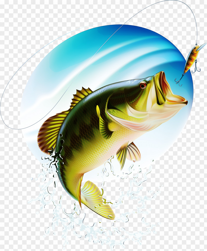 Bonyfish Perch Fish Fin Bass Cichla PNG