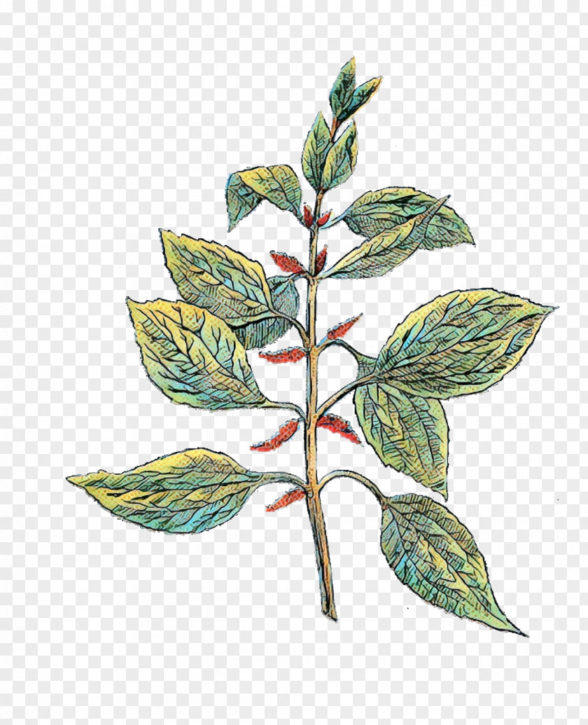 Clip Art Herb Botany Image PNG