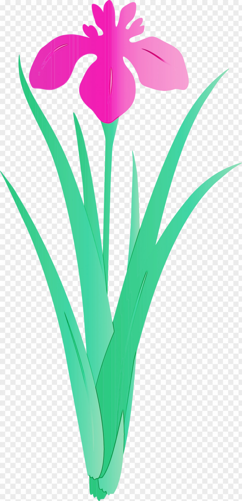 Flower Plant Tulip Grass Petal PNG