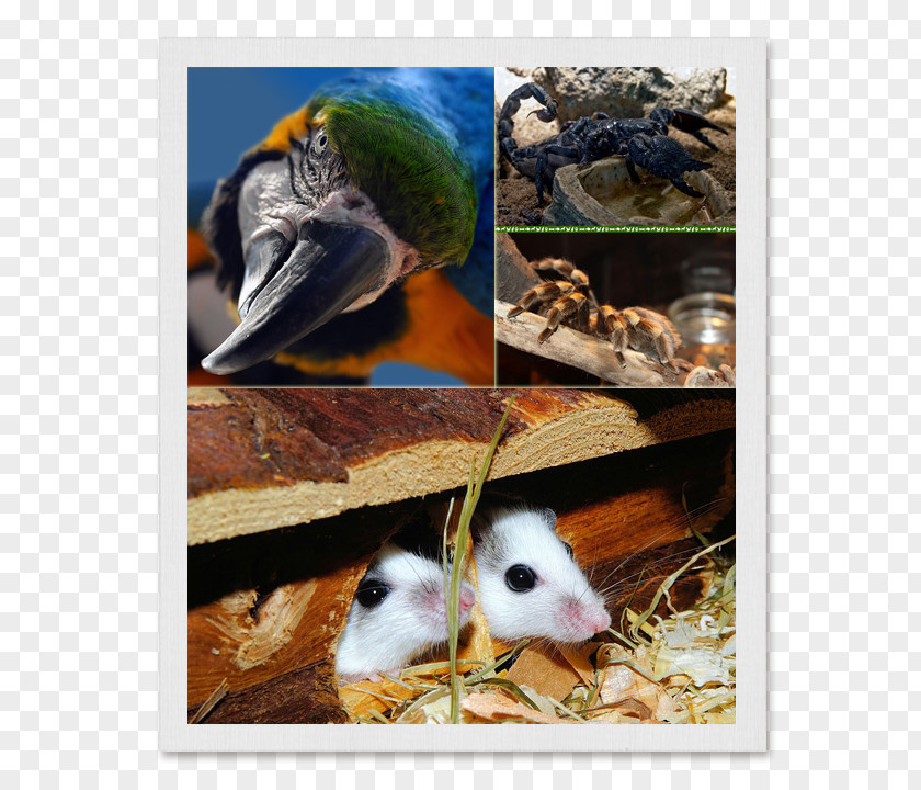 Guinea Pig Mouse Rodent Hamster Rat Bird PNG