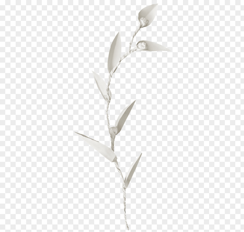 Leaf Image Lace Design PNG