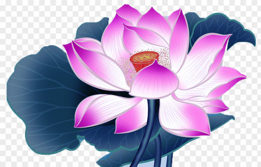 Lotus Cartoon Picture Material China Nelumbo Nucifera Falun Gong PNG