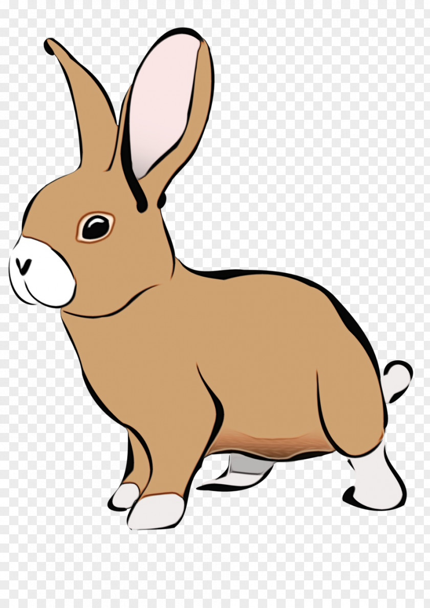 Snout Hare Domestic Rabbit Rabbits And Hares Cartoon Clip Art PNG