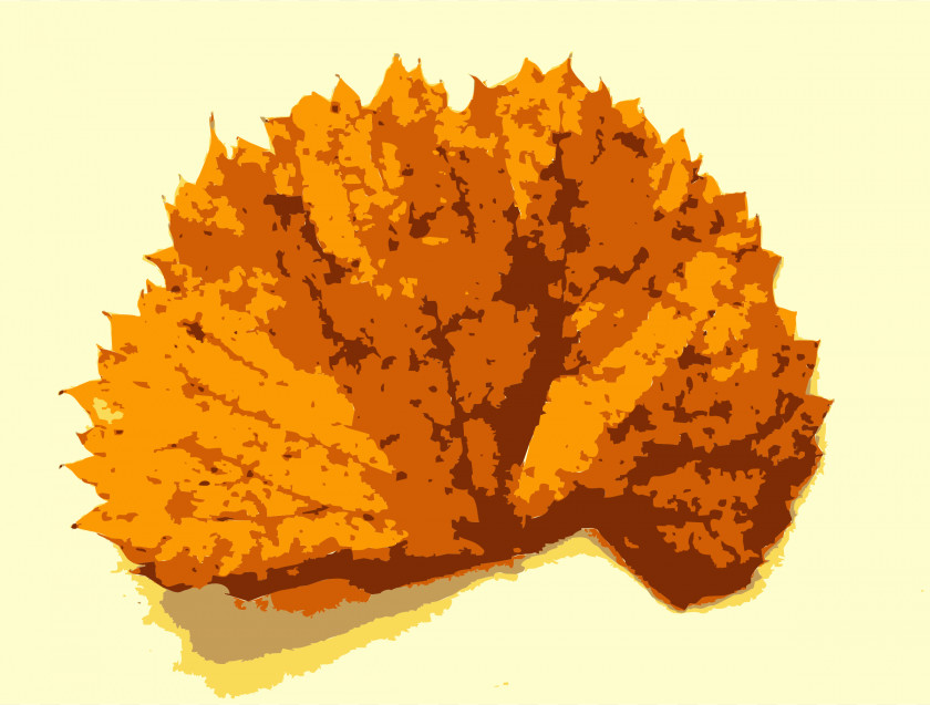 Autumn Leaves Missouri Tree Leaf PNG