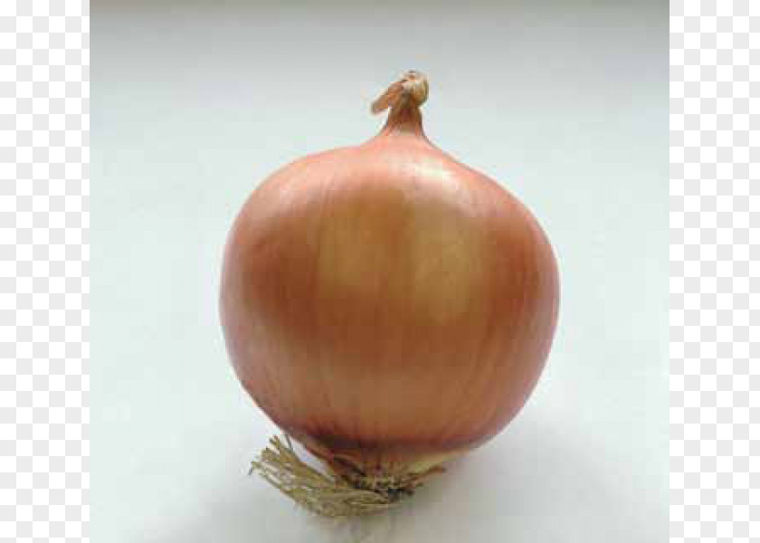 Bejo Zaden Poland Sp Z Oo Yellow Onion Shallot Red Still Life Photography PNG