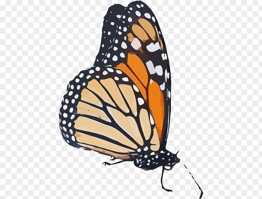 Butterfly Monarch Clip Art Vector Graphics Queen PNG