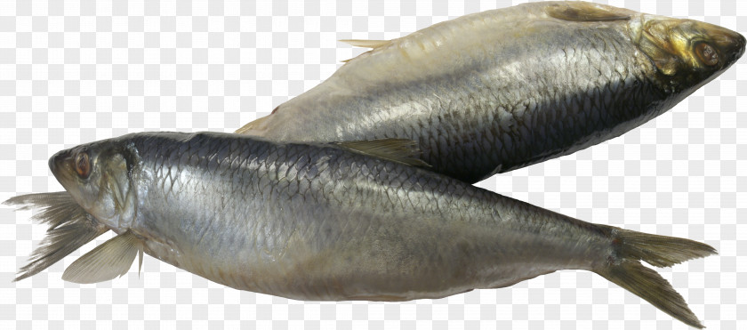 Fish Sardine PNG