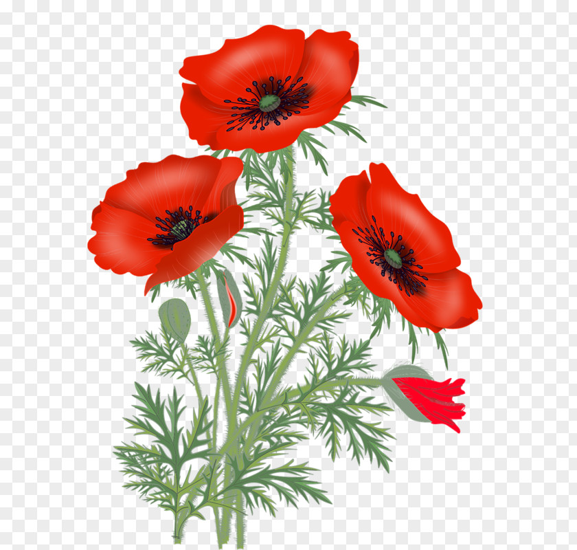 Flower Vase With Red Poppies Poppy Clip Art PNG