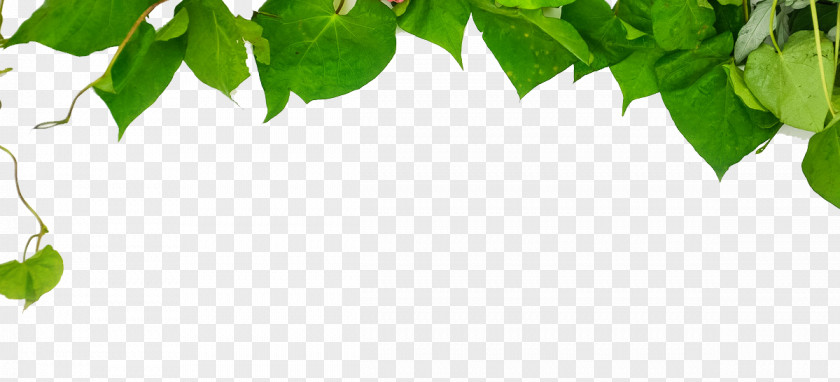 Green Leaves Wallpaper PNG