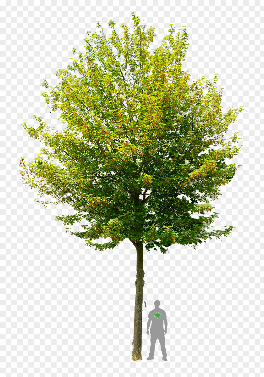 Hawthorn Vector Learn About Trees Stock Photography Northern Red Oak Royalty-free PNG
